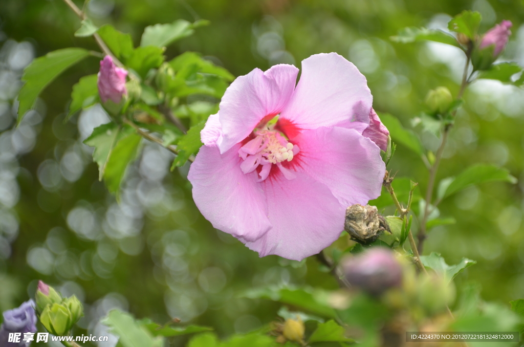 木槿花