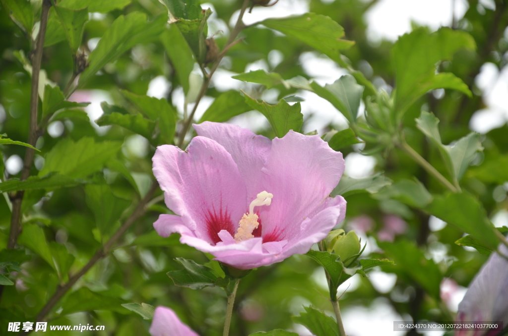 木槿花