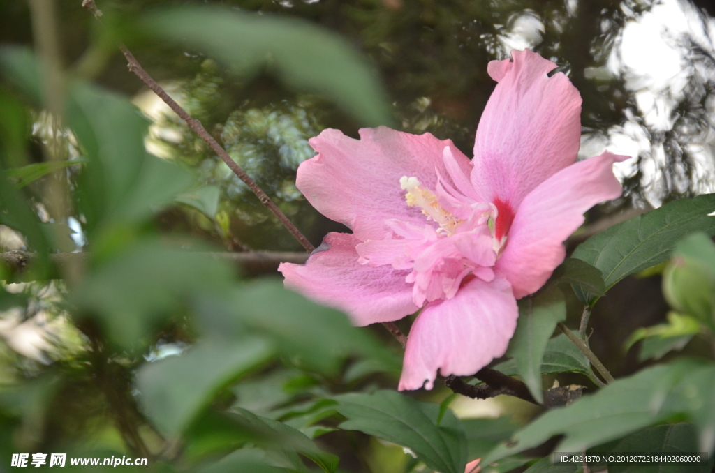 木槿花