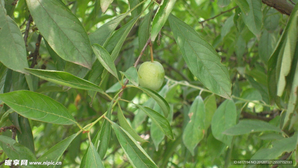 李子树果树