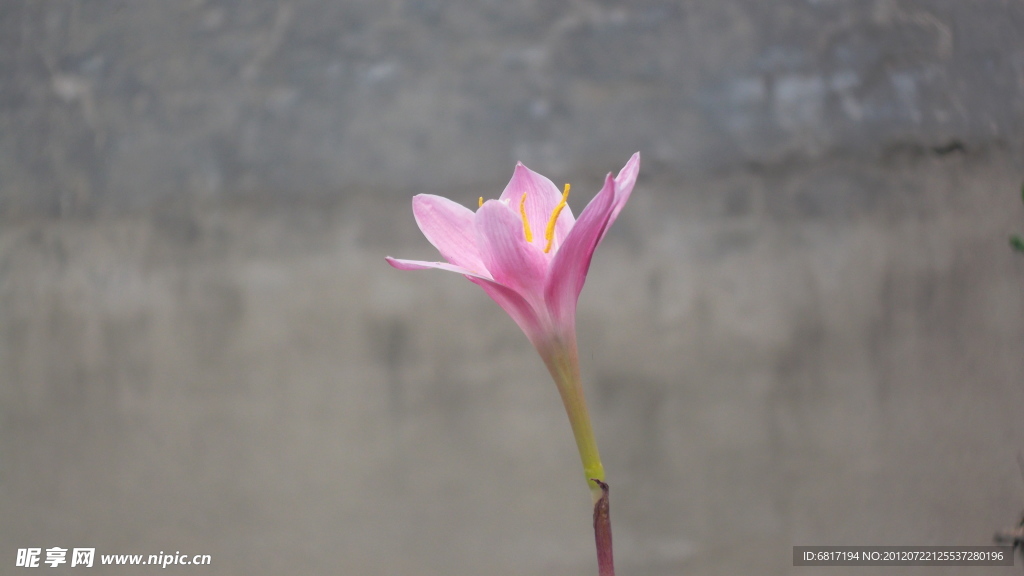 兰花鲜花图片