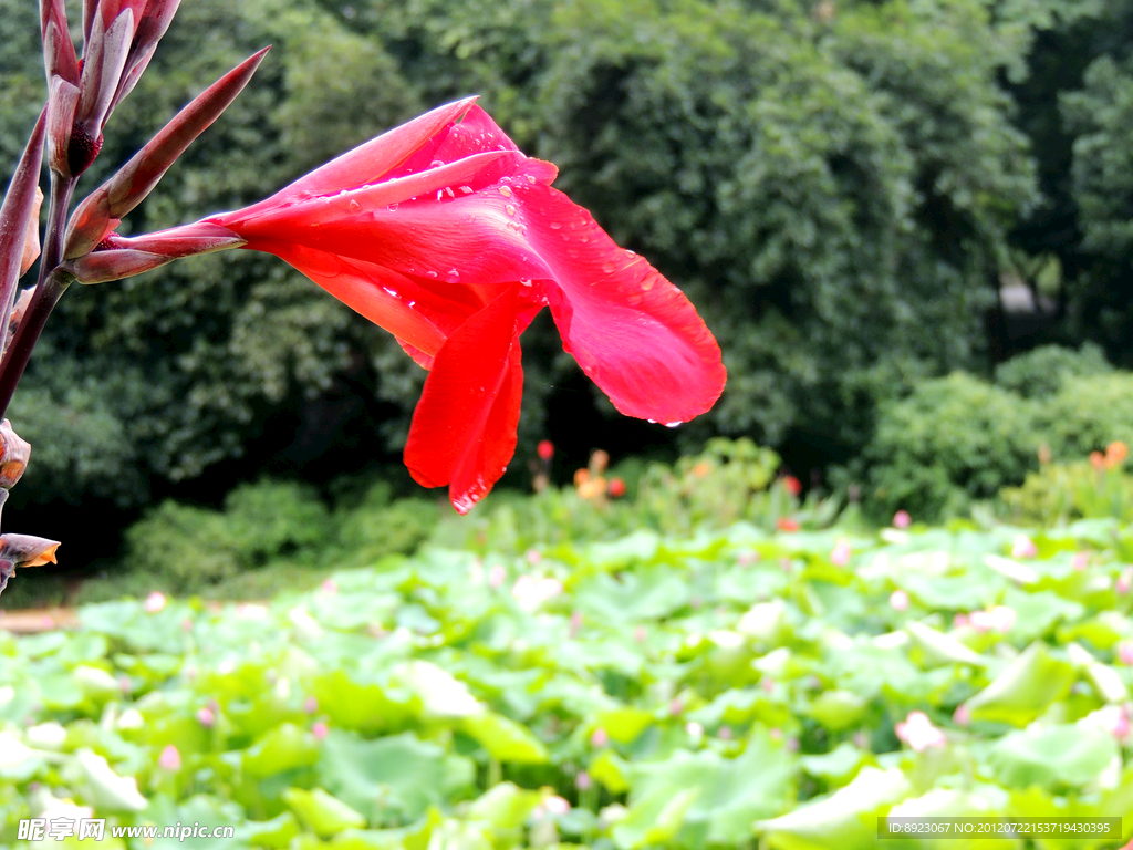 美人蕉 花卉