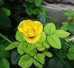 月季花黄