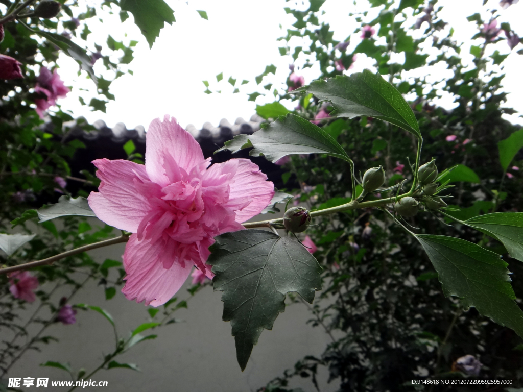 木槿花枝