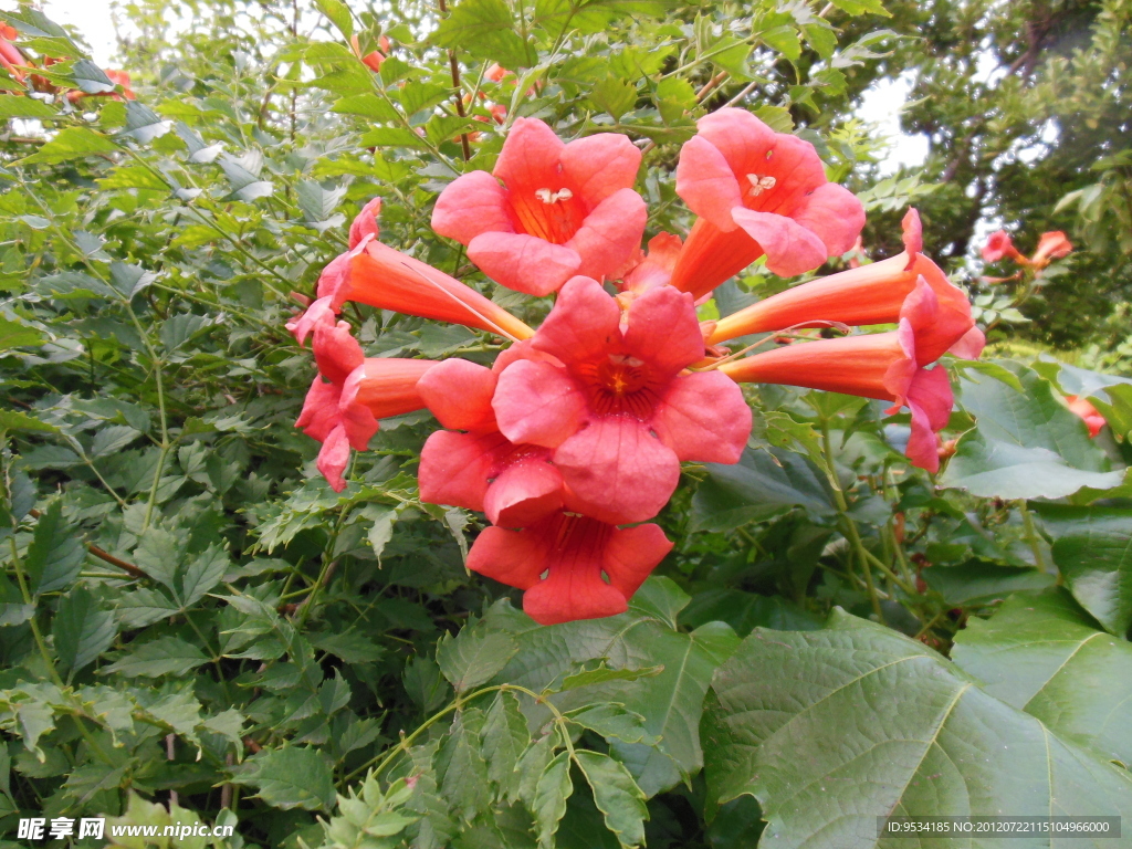 凌霄花