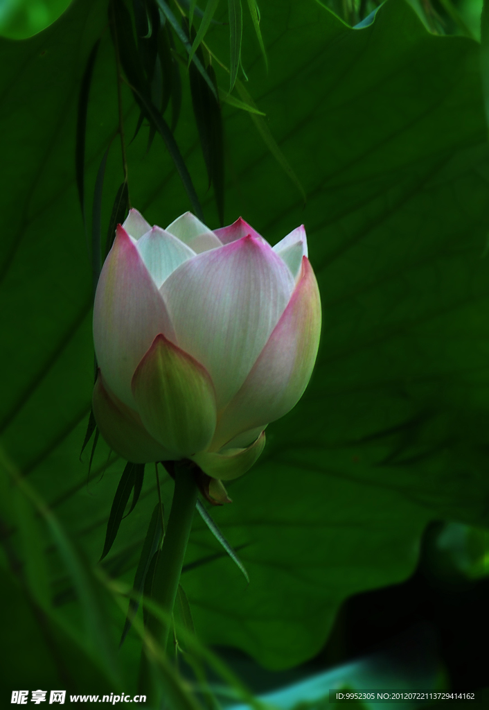 荷花