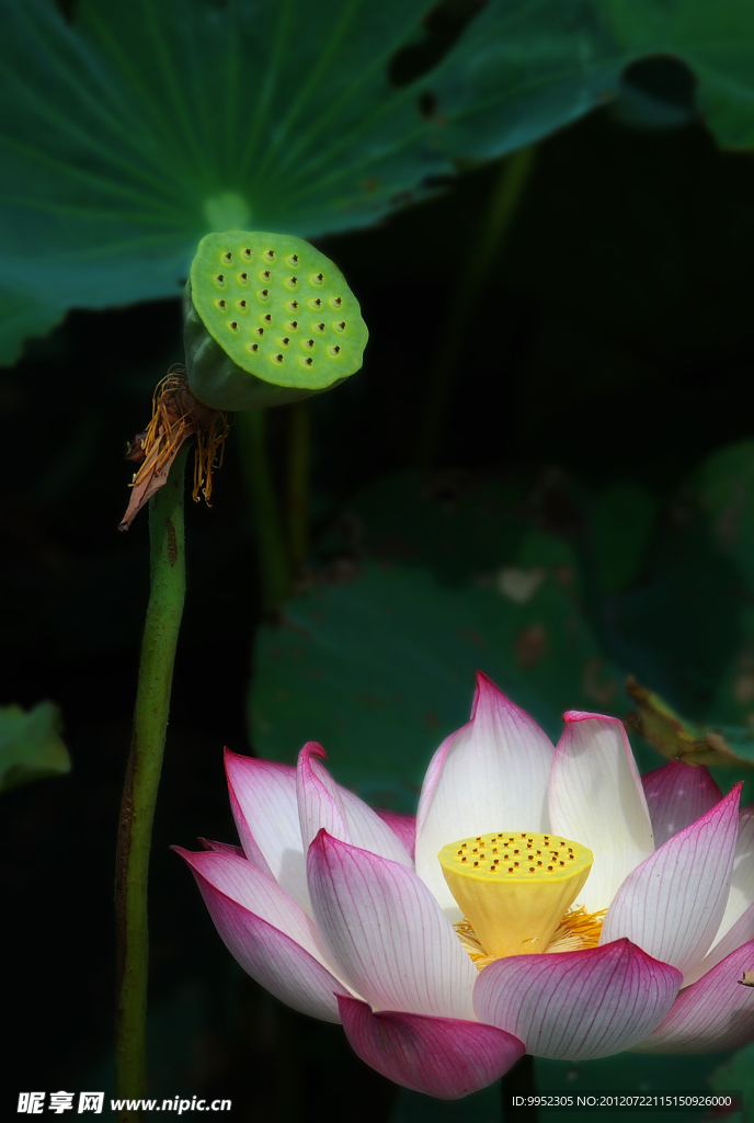 荷花