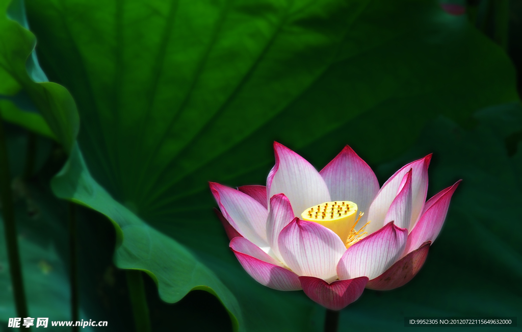 荷花