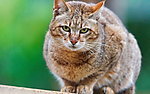 猫咪