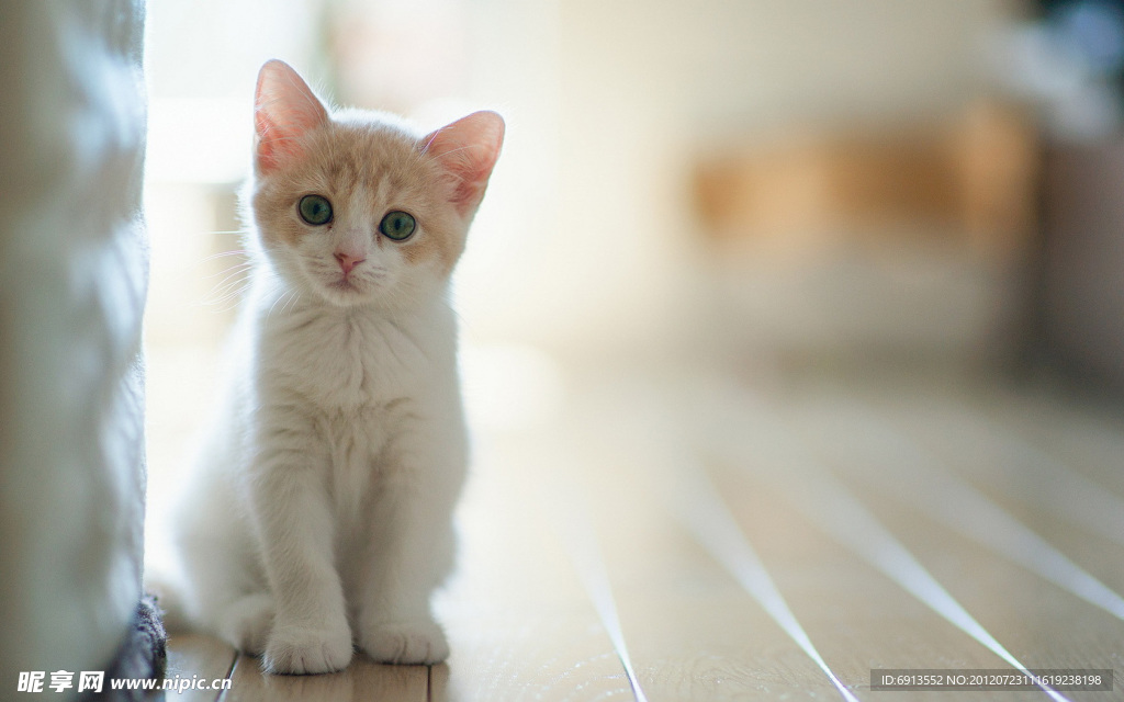 猫咪