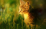 小猫