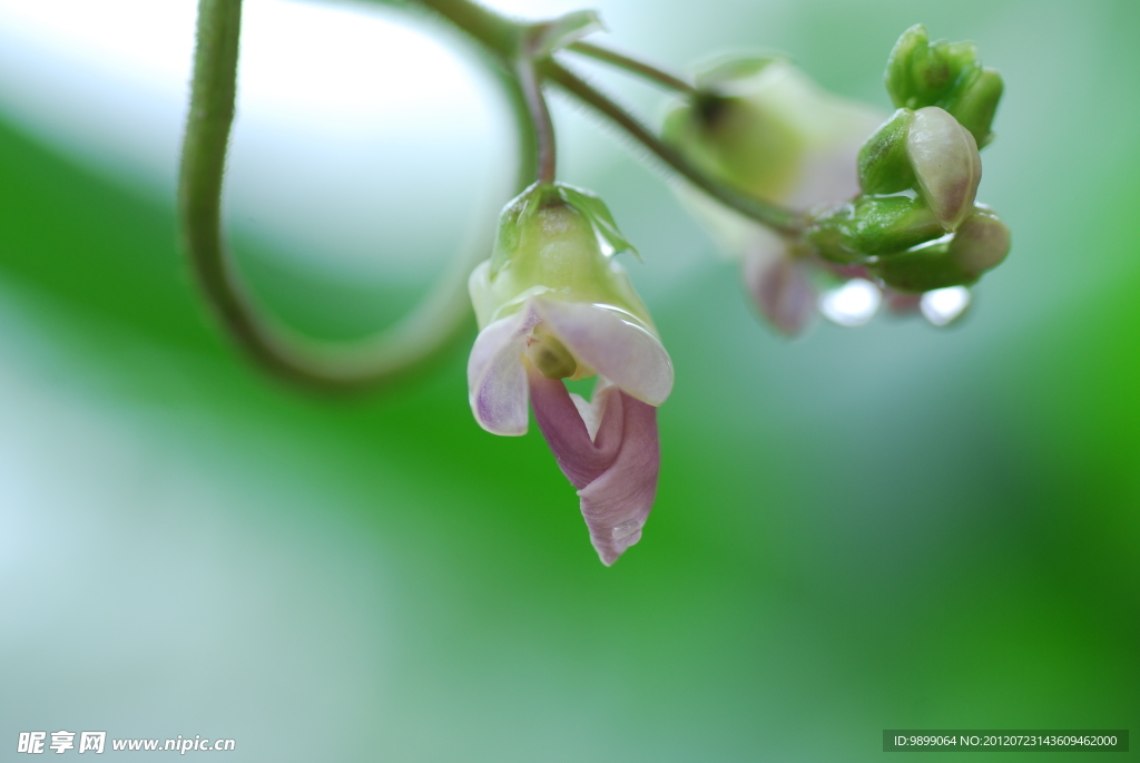 绿色植物 花朵