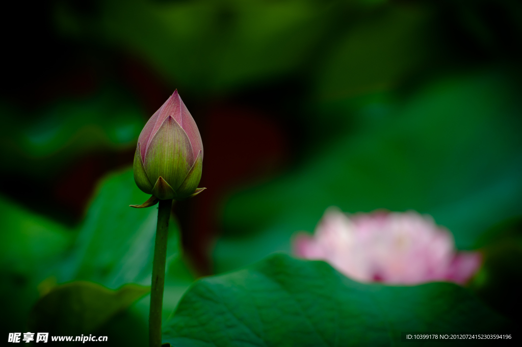 荷花