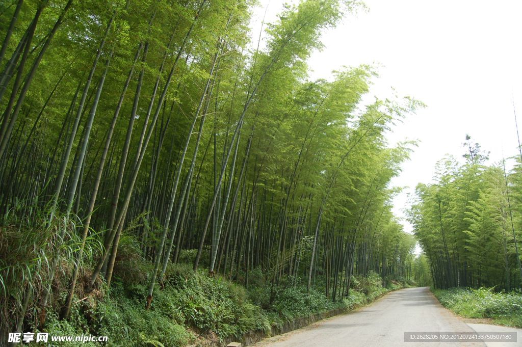 竹海