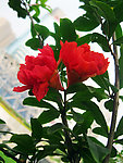 石榴花