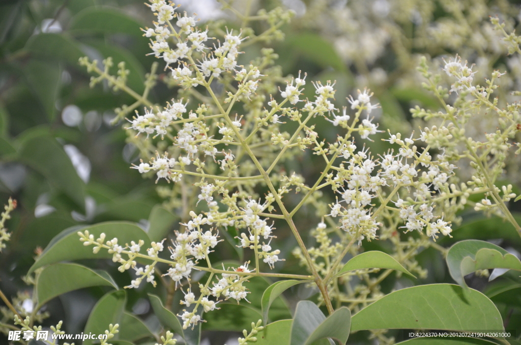 女贞树花