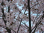 樱花怒放