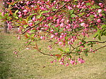 桃花花蕾
