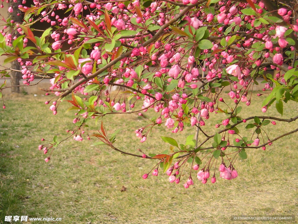 桃花花蕾