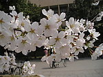 梨花