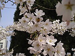 梨花