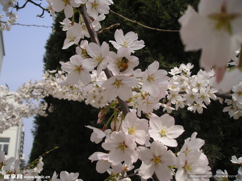 梨花