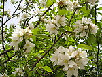 春色鲜花盛开
