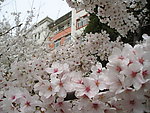 梨花怒放