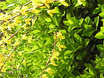 迎春花