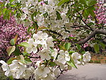 春天鲜花怒放