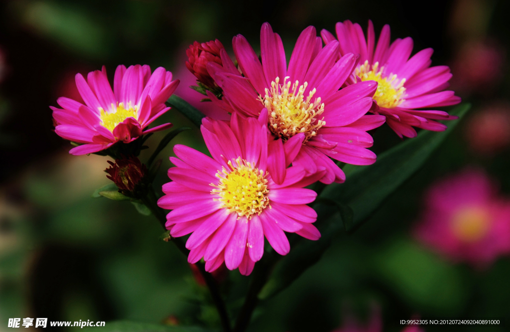 小花