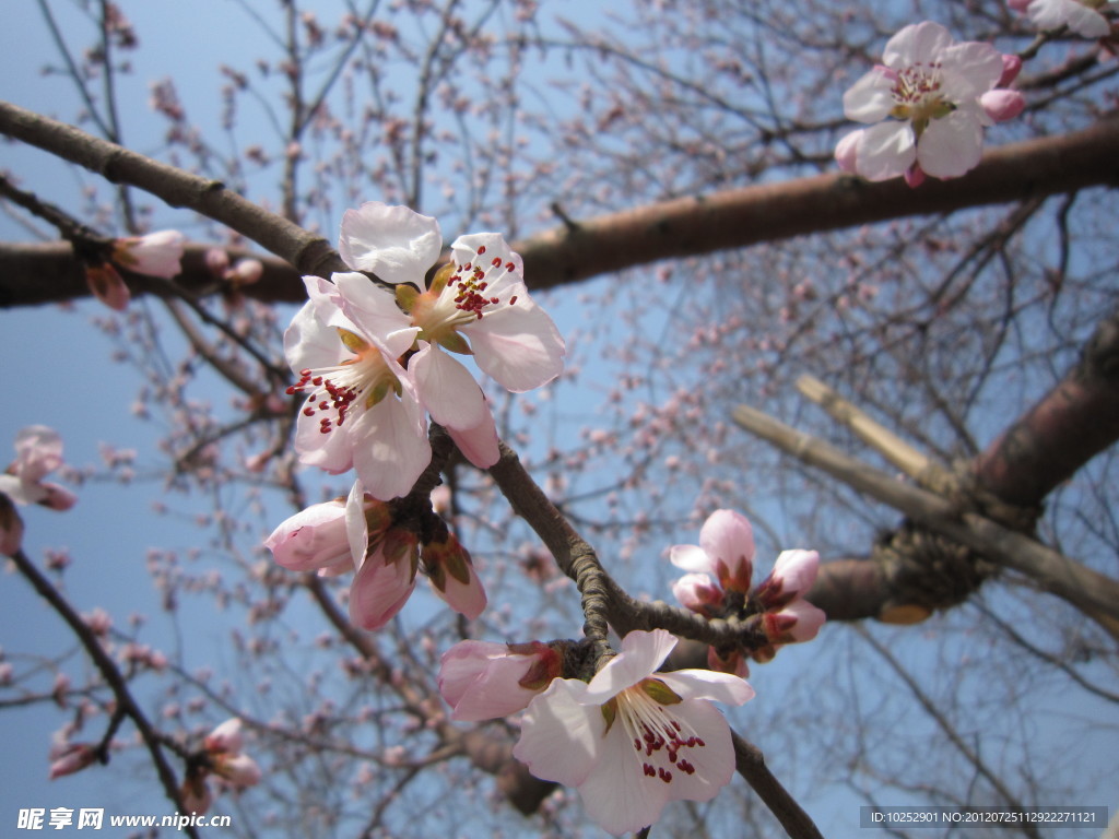 桃花