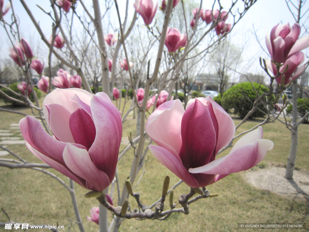 玉兰花