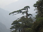 松树