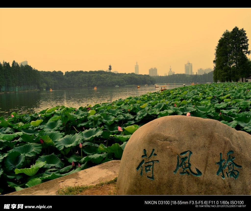 荷风桥