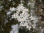 油桐花