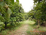 热带植物园