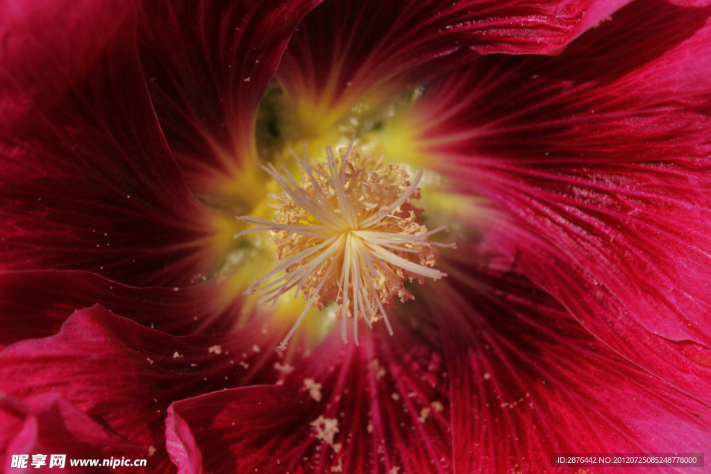 花蕊