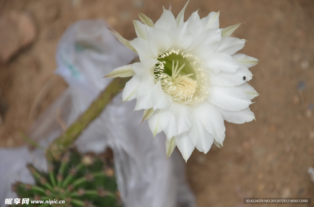 仙人球花