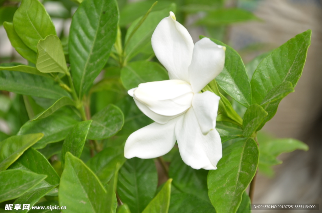 栀子花