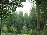 小森林
