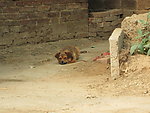 小狗