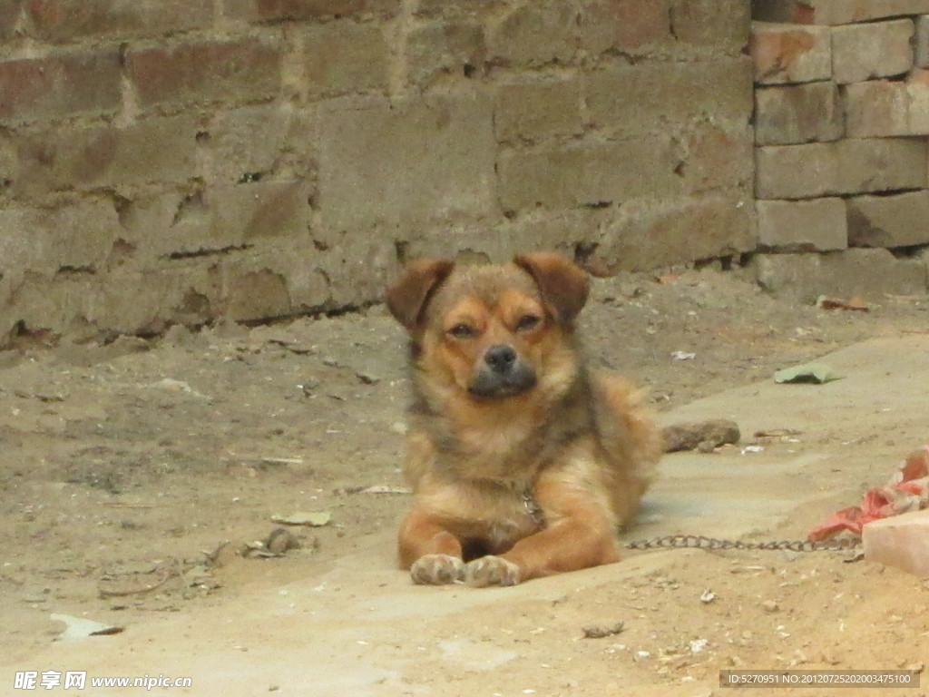 小狗
