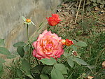月季花
