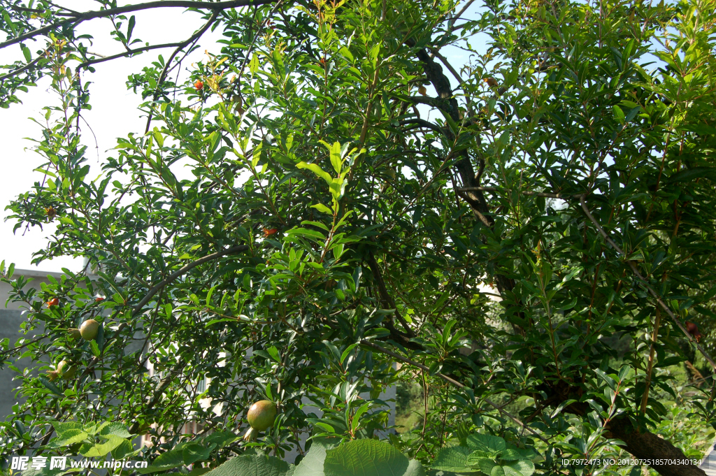 石榴树