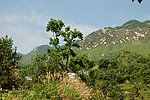 山村
