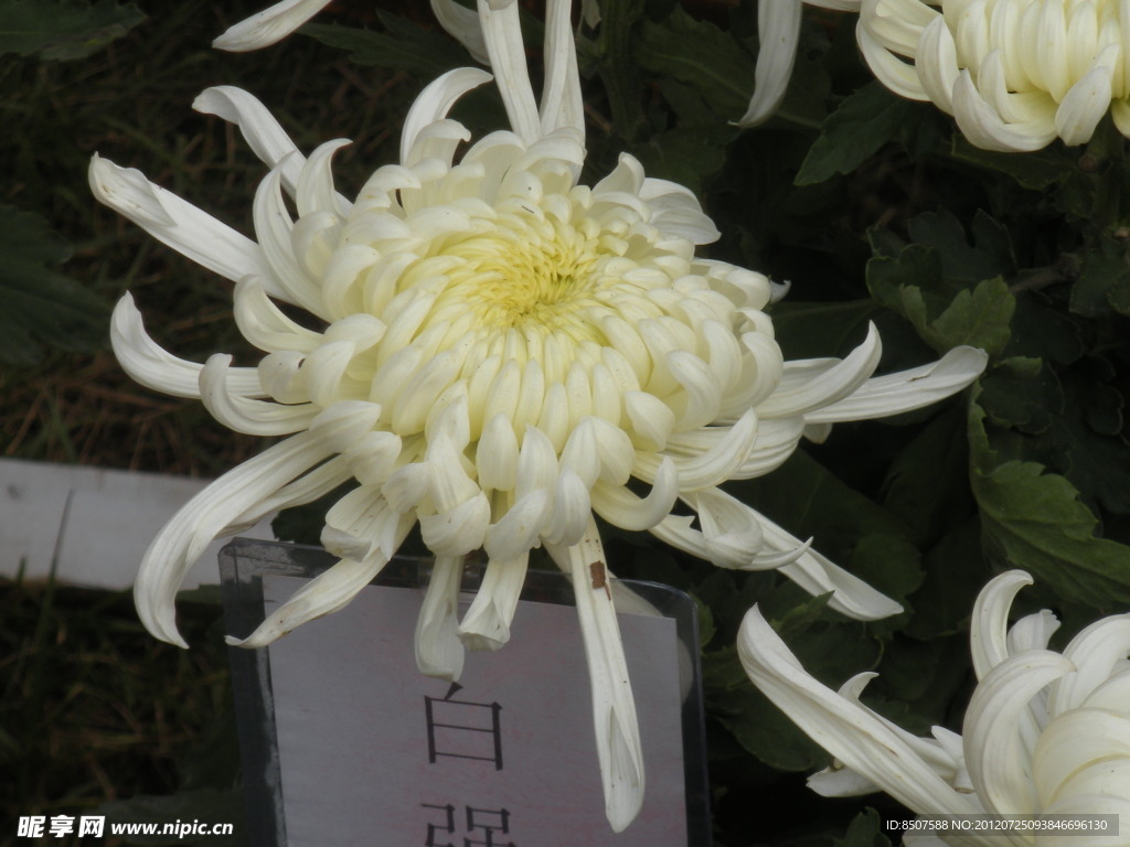 咸阳菊花节