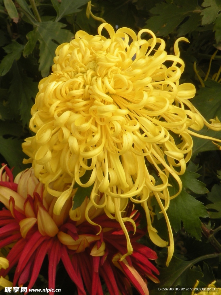 咸阳菊花节