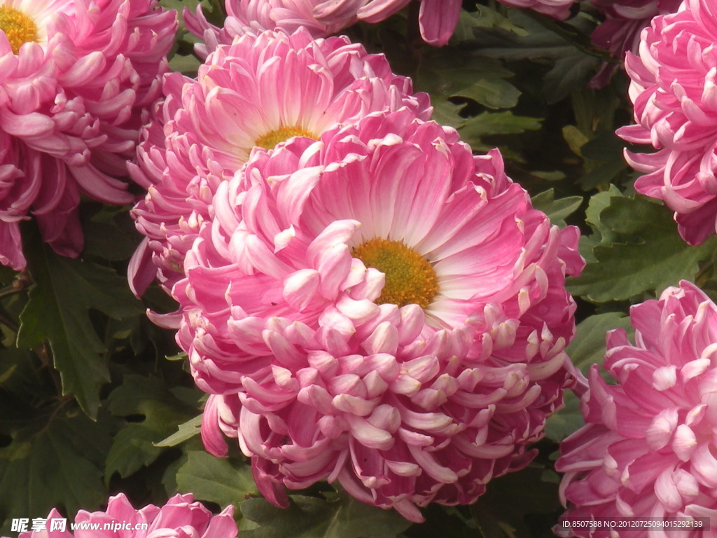 咸阳菊花节