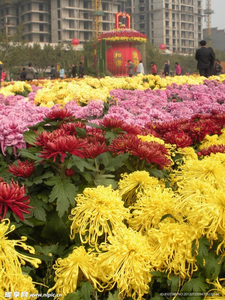 咸阳菊花节